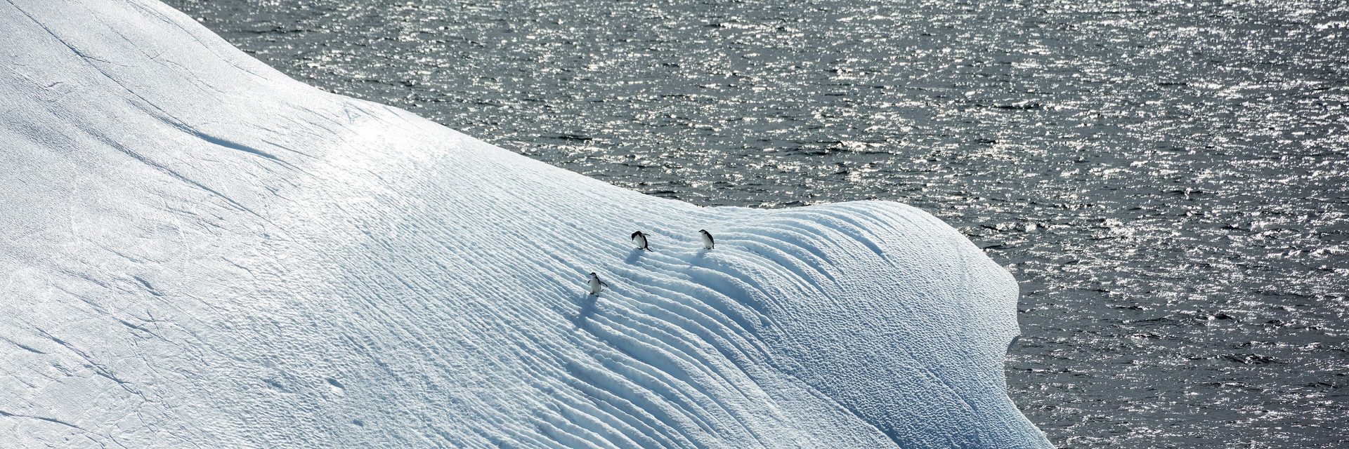 Antarctica Cruise Packages – photo