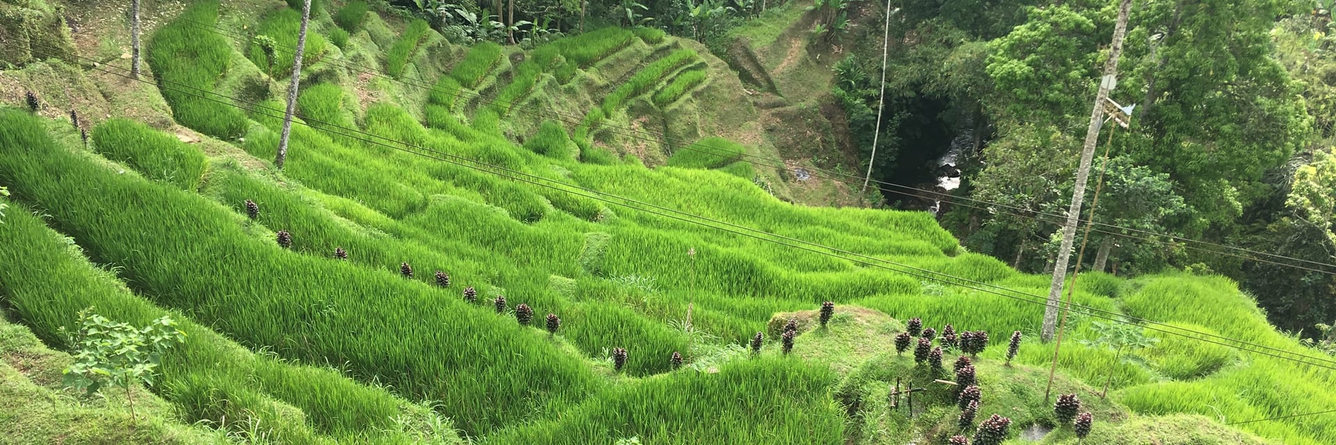 Bali Honeymoon Packages from the USA – photo