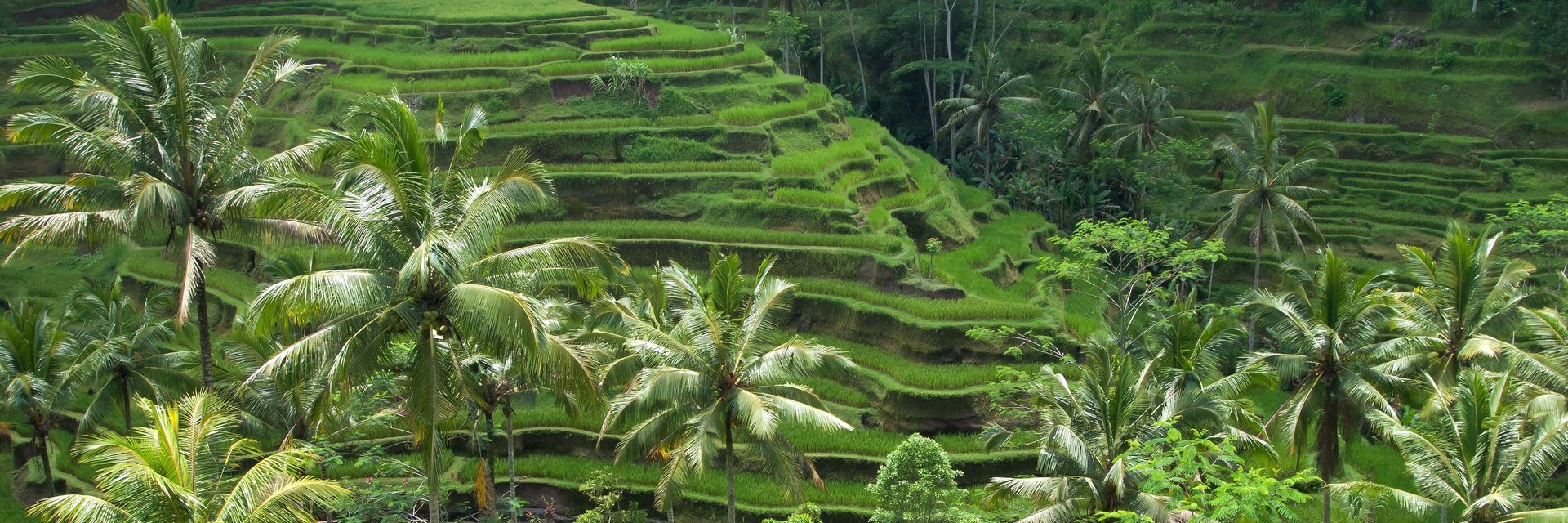 Bali Vacation Packages