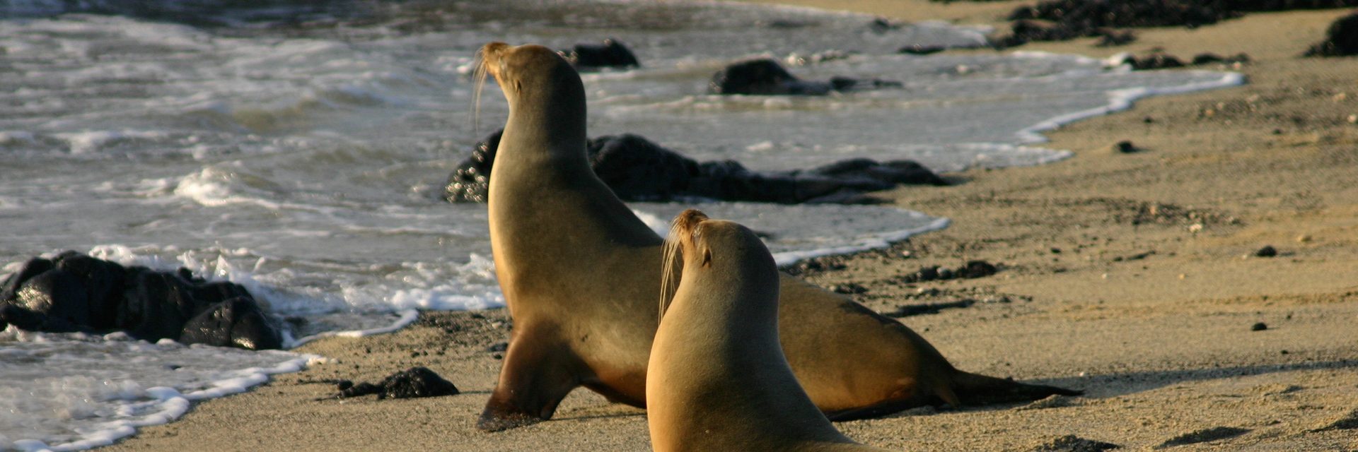 Galápagos Cruise Packages – photo