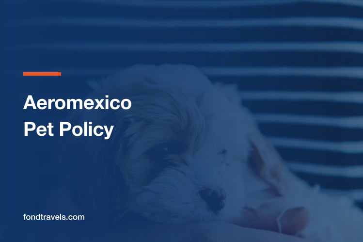 Aeromexico Pet Policy: Cabin Limits, Cargo and the Six-Hour Rule
