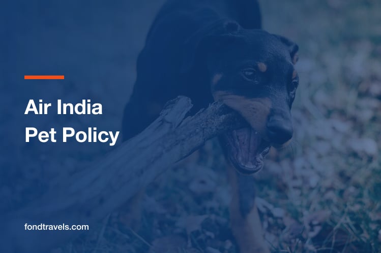 Air India Pet Policy 2026: Cabin, Hold and Booking Rules