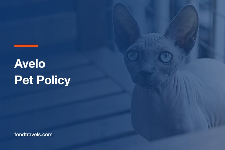 Avelo Pet Policy: Four Species in the Cabin, None in Cargo