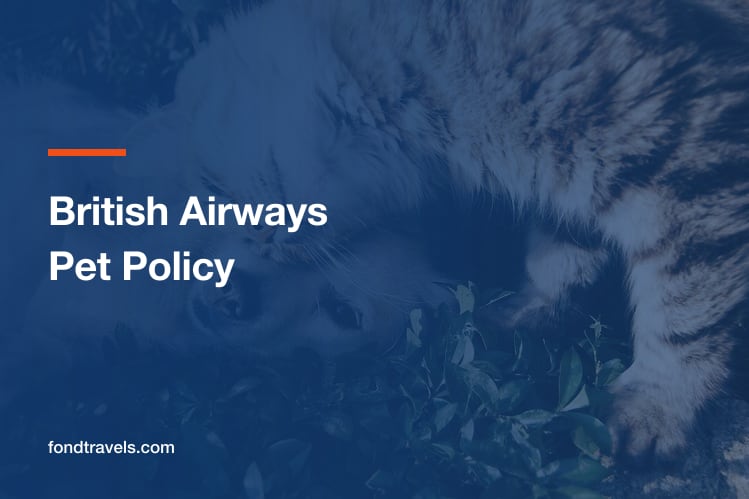 British Airways Pet Policy 2026: Cargo Rules Explained