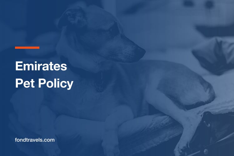 Emirates Pet Policy: Why Your Dog Travels as Cargo