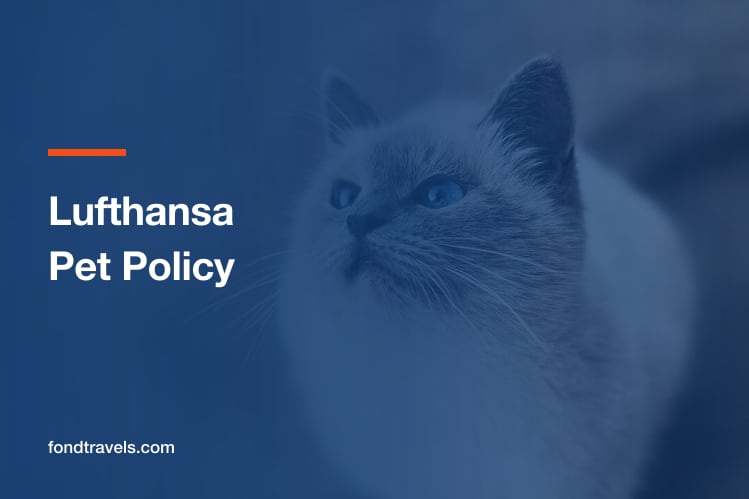 Lufthansa Pet Policy: Cabin Limits, Hold Rules and Routings