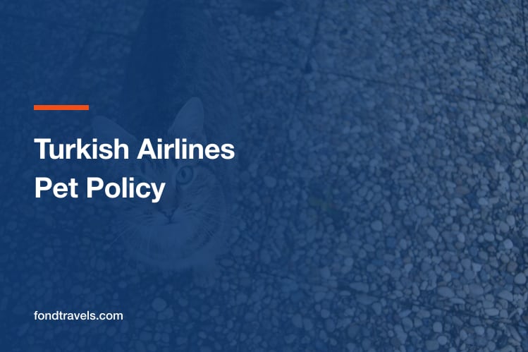 Turkish Airlines Pet Policy 2026: Cabin and Hold Limits